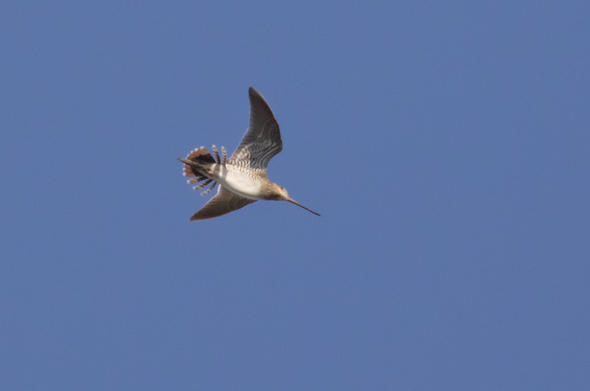 Wilson's Snipe - ML598418401