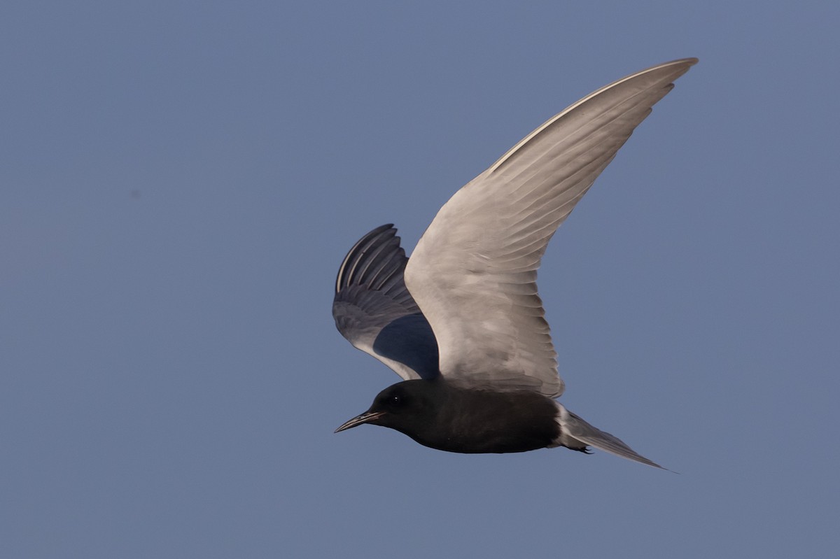 Black Tern - ML598418721