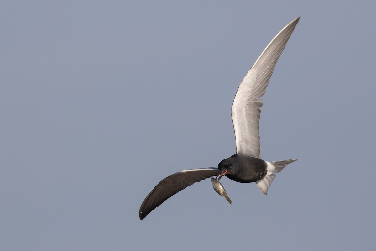 Black Tern - ML598418771