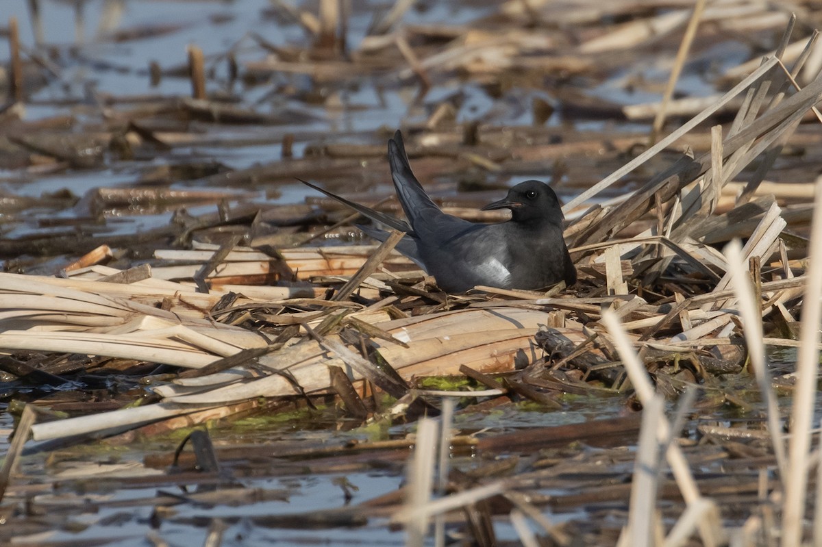 Black Tern - ML598418781