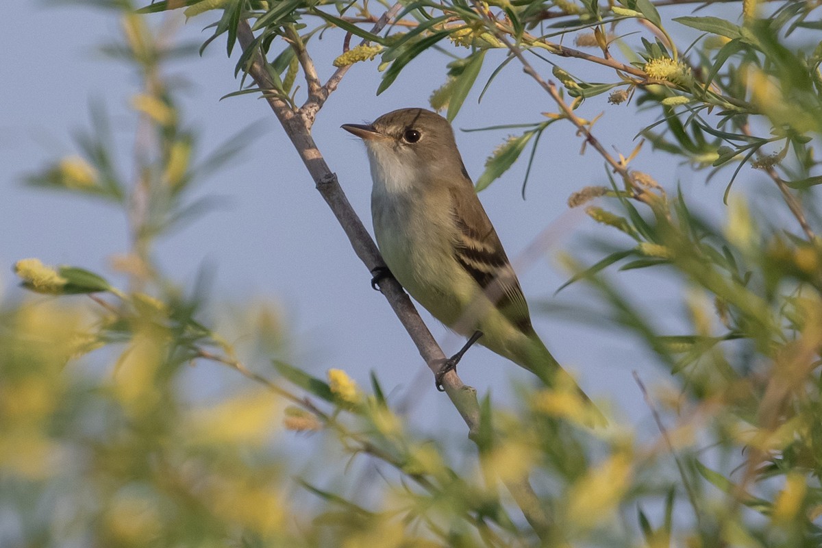 Willow Flycatcher - ML598419261