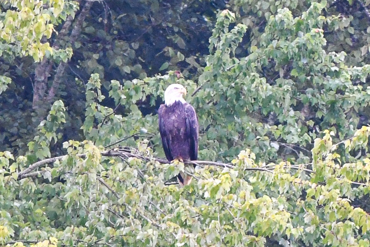 Bald Eagle - ML598419381