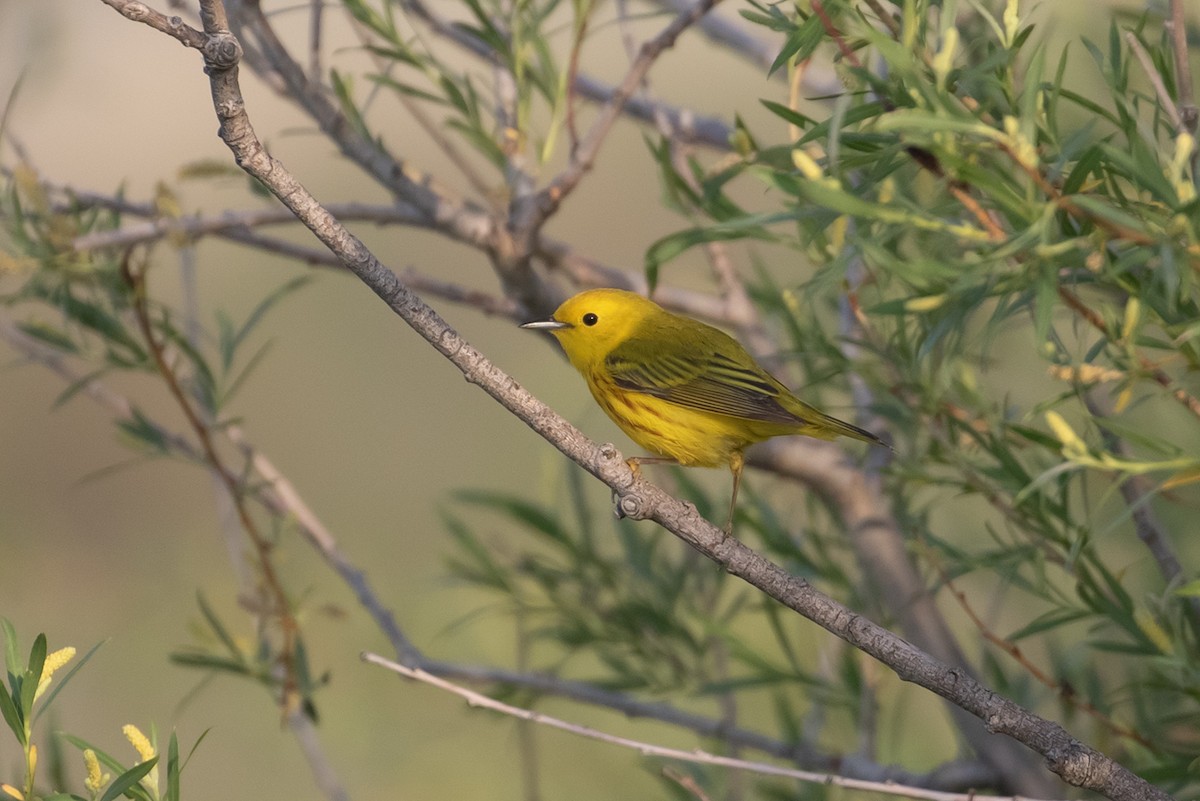 Yellow Warbler - ML598419391