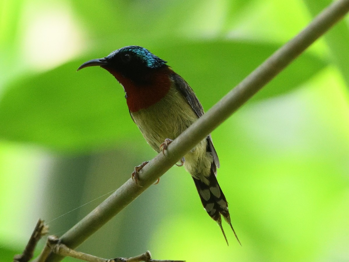 Fork-tailed Sunbird - Mike Chen