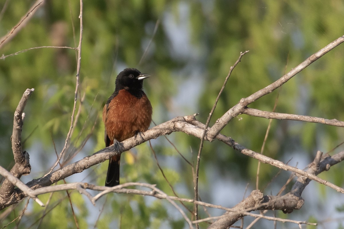 Orchard Oriole - ML598419491