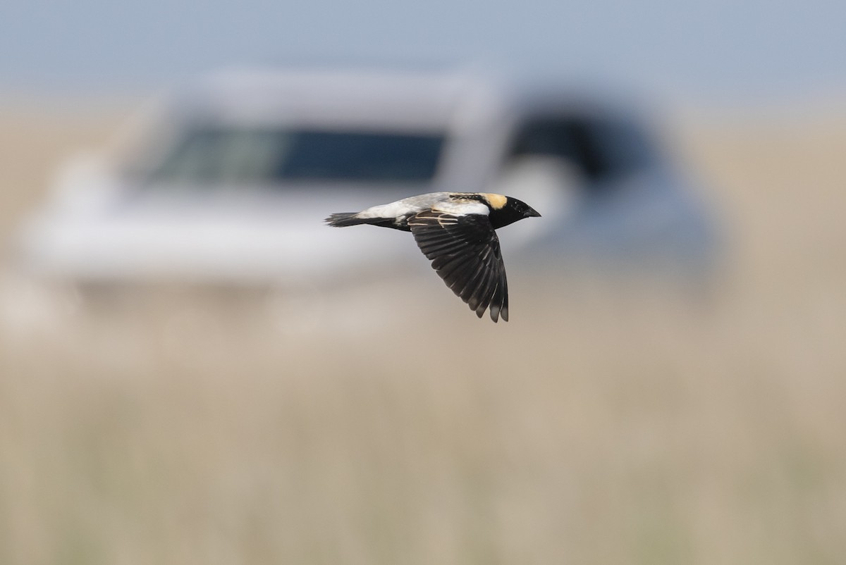 Bobolink - ML598419671