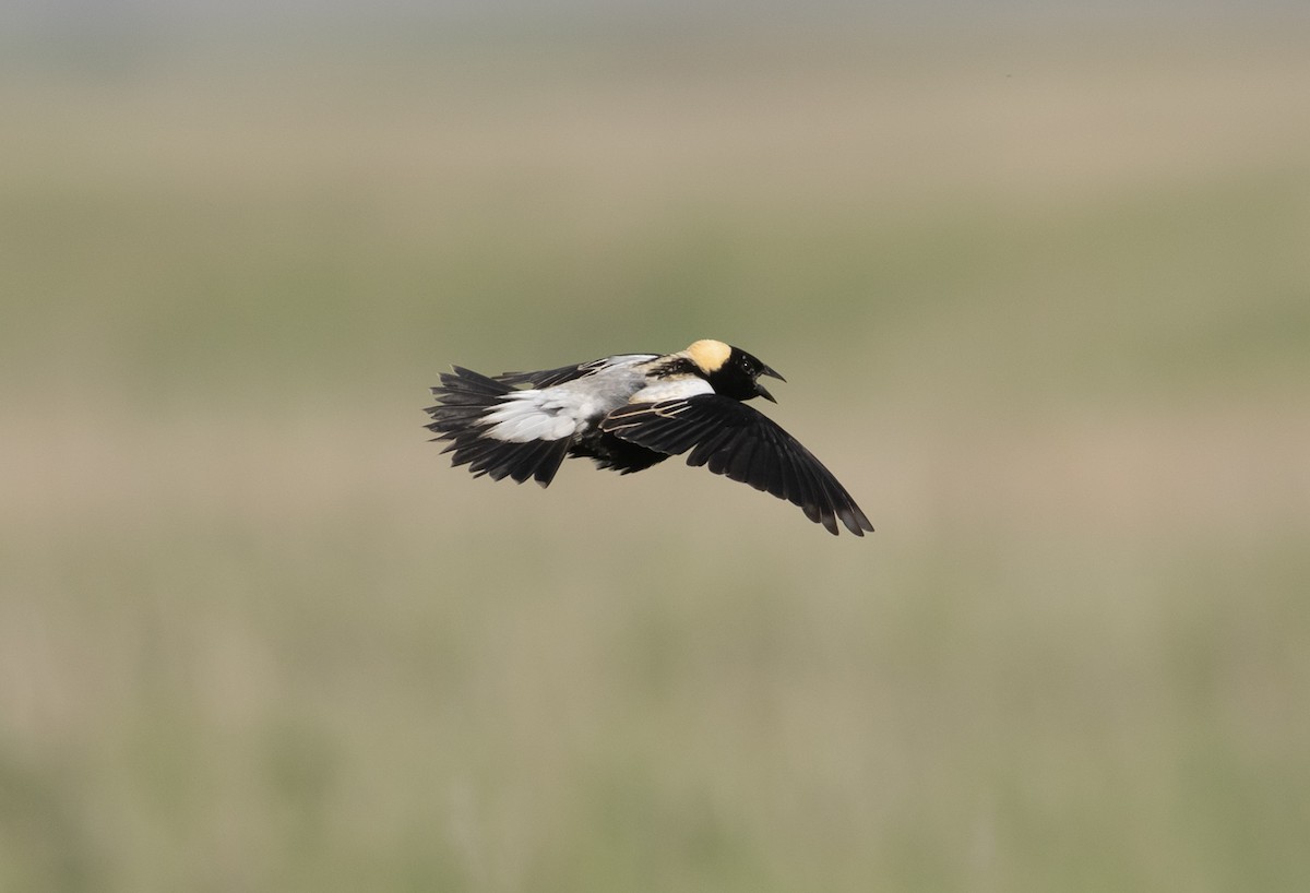 Bobolink - ML598419691