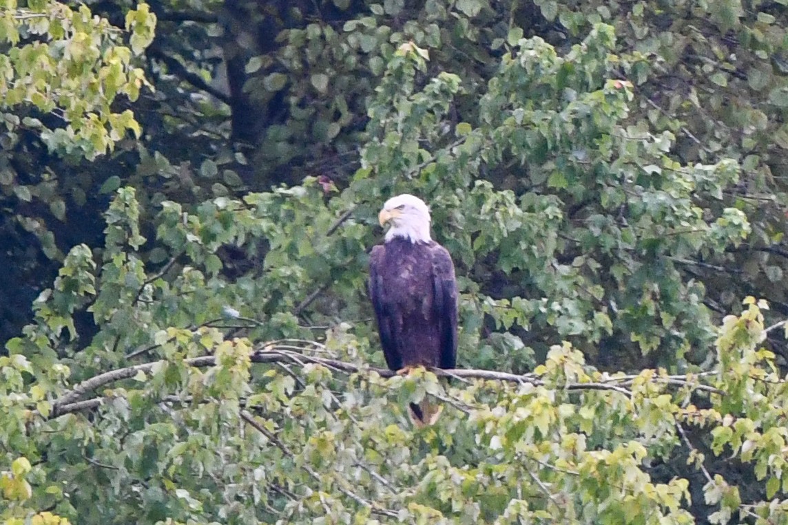 Bald Eagle - ML598419861