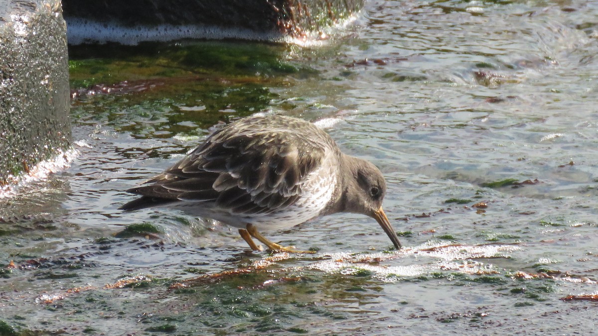 Purple Sandpiper - Andrew Cooper