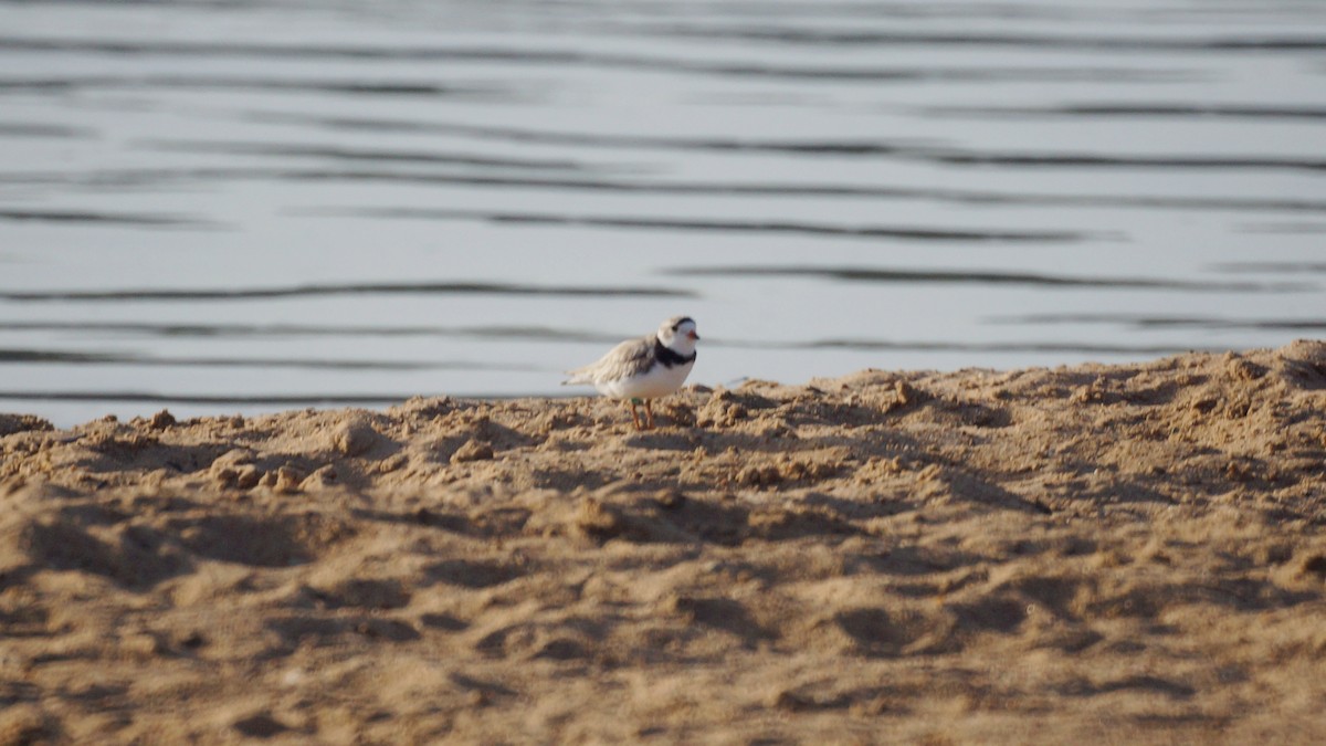 Piping Plover - Bryan White