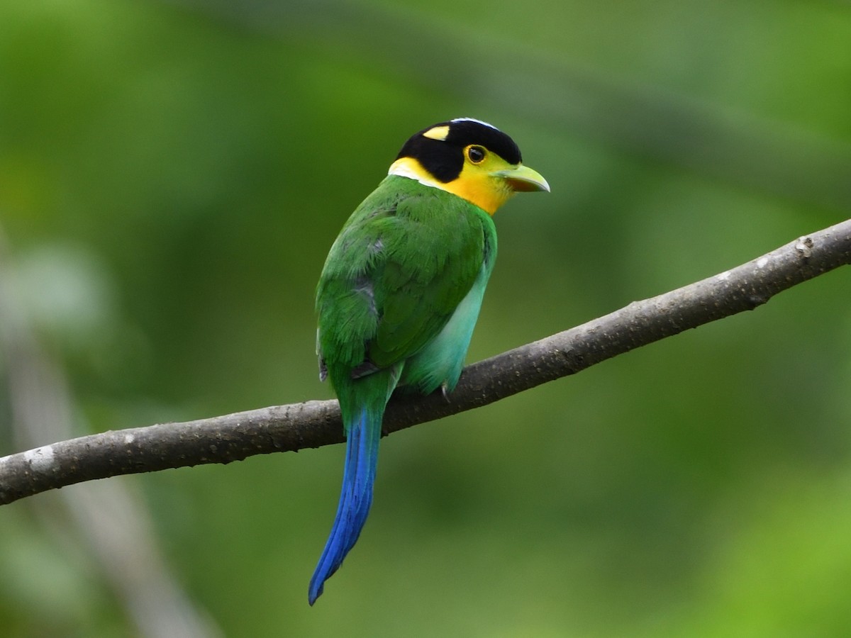 Long-tailed Broadbill - Mike Chen