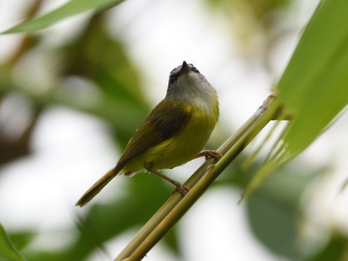 Yellow-bellied Warbler - Mike Chen