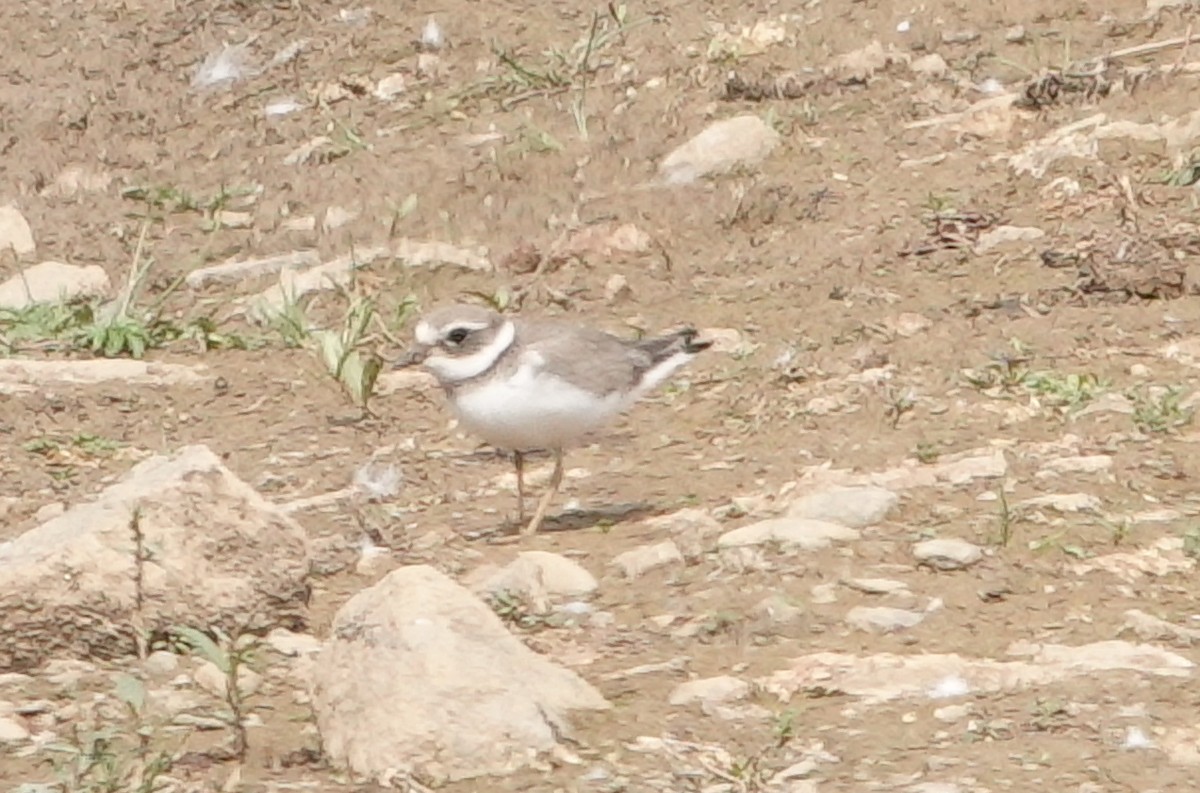 Common Ringed Plover - Volker Heinrich