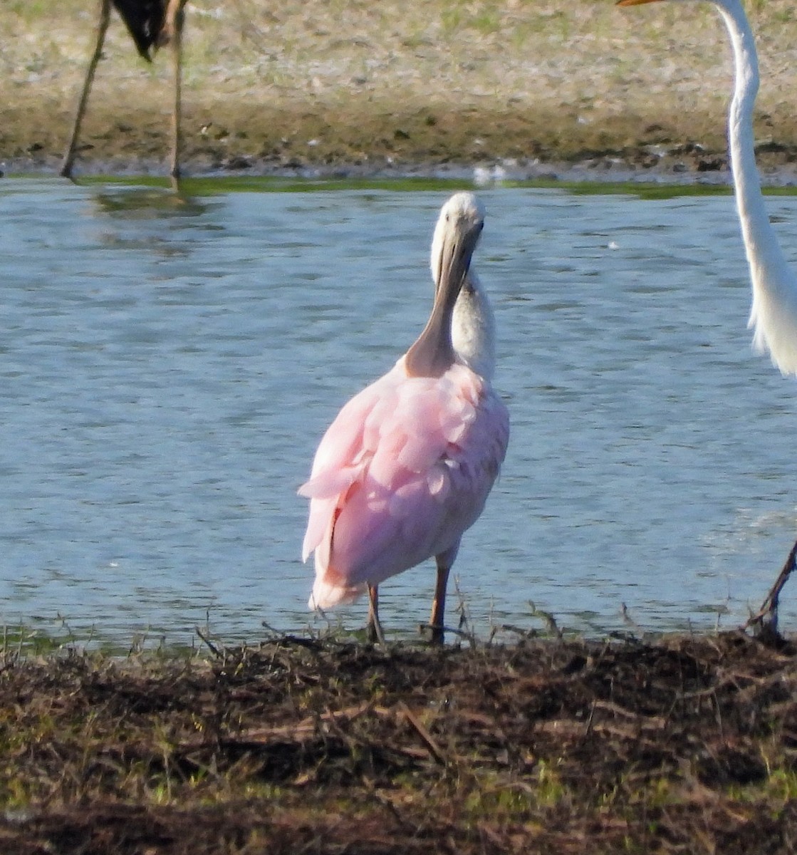 Roseate Spoonbill - ML598421711