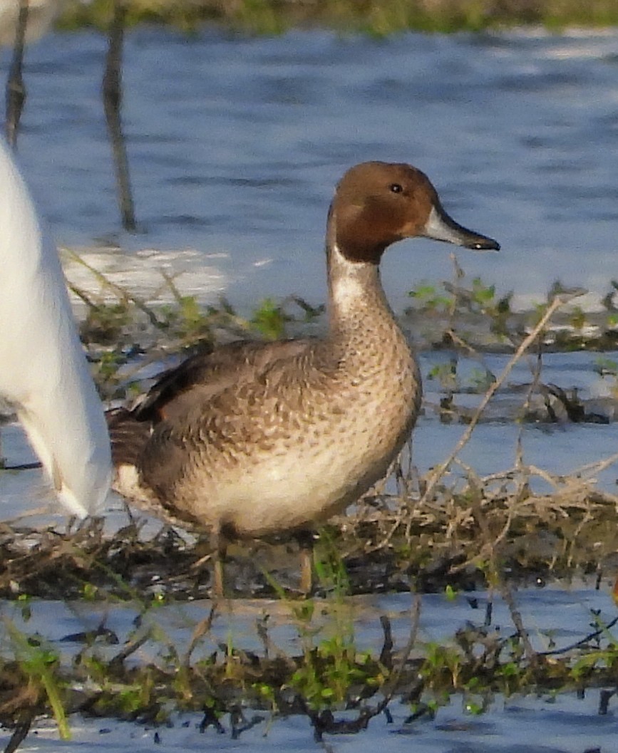 Northern Pintail - ML598421831