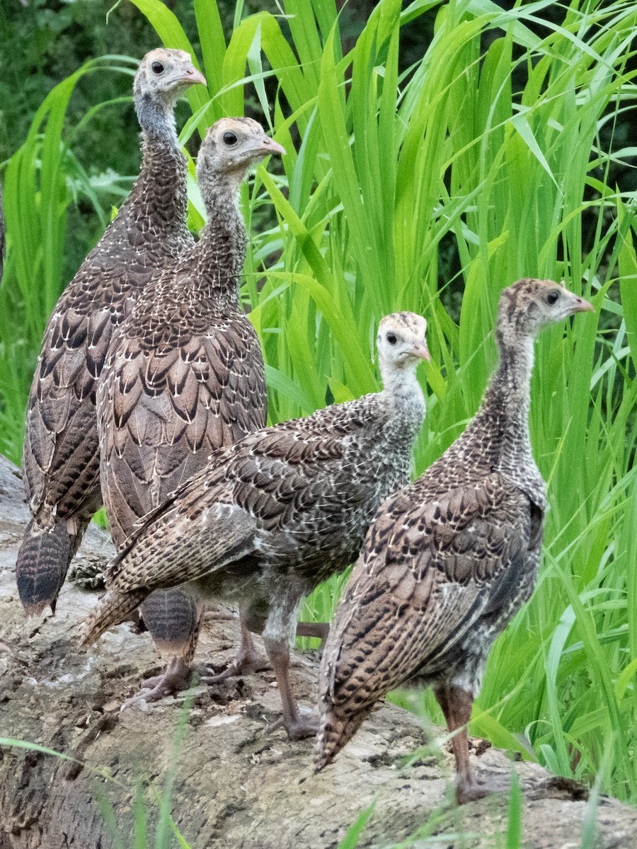 Wild Turkey - Brad Reinhardt