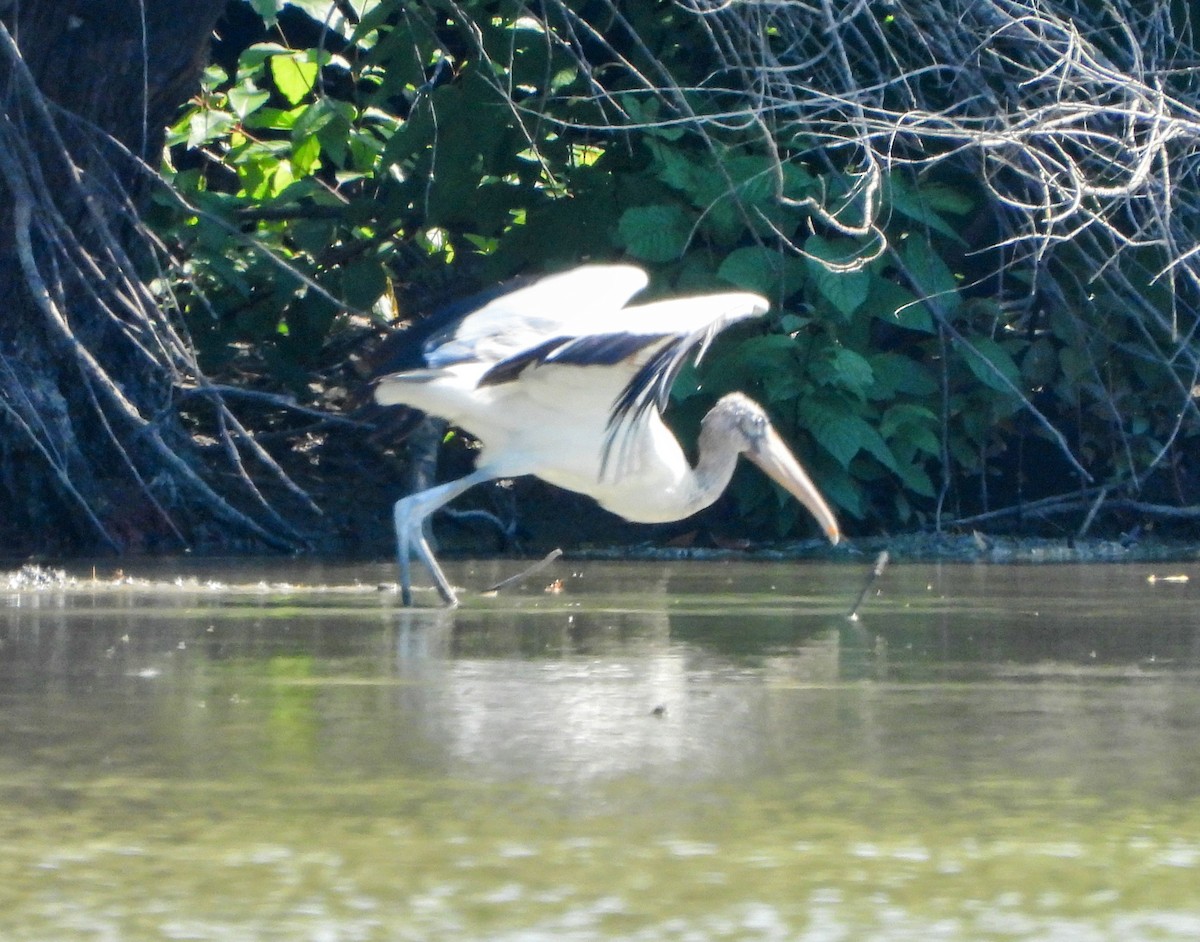 Wood Stork - Conway Hawn