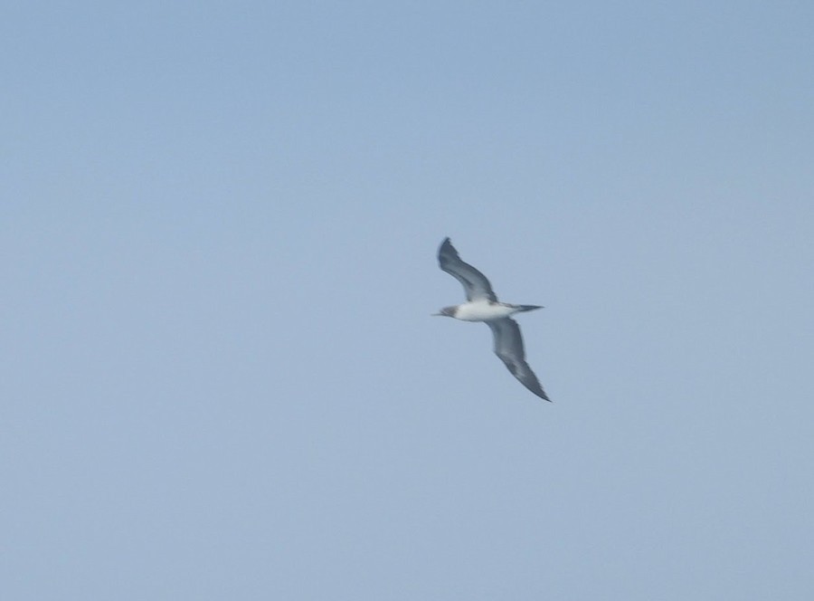 Nazca Booby - ML598422591