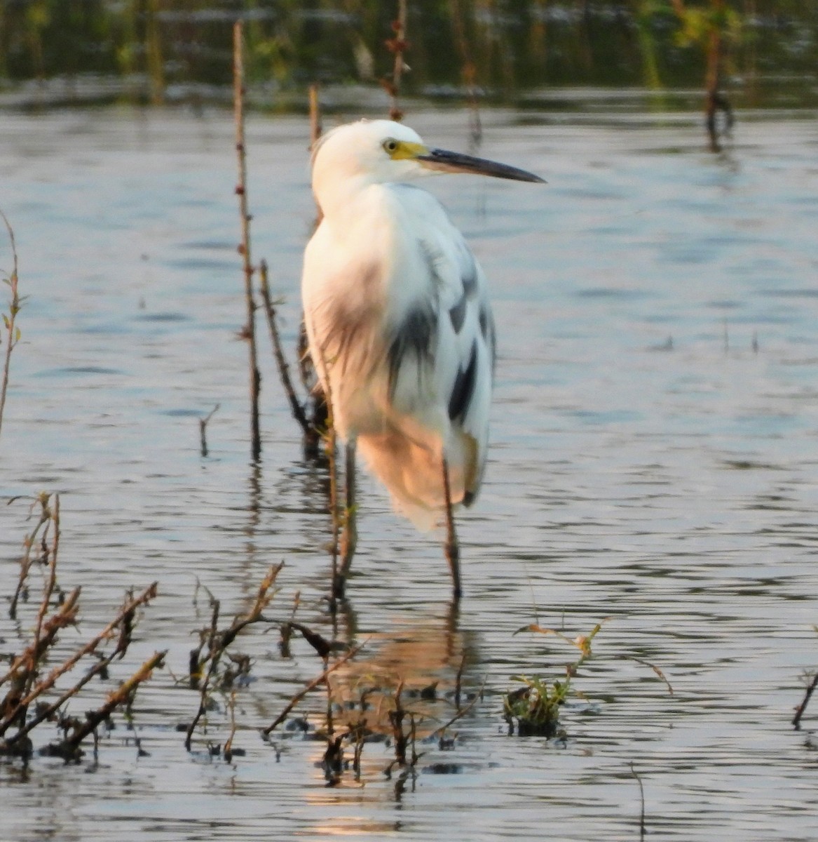 Little Blue Heron x Snowy Egret (hybrid) - Conway Hawn