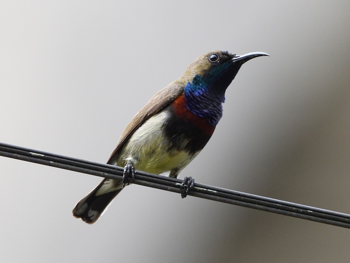 Ornate Sunbird - Mike Chen