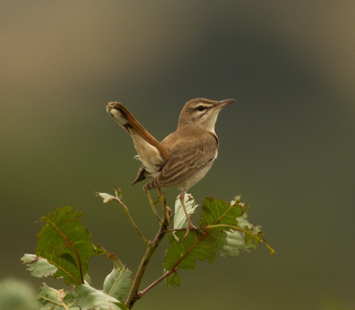 Rufous-tailed Scrub-Robin - ML598425441