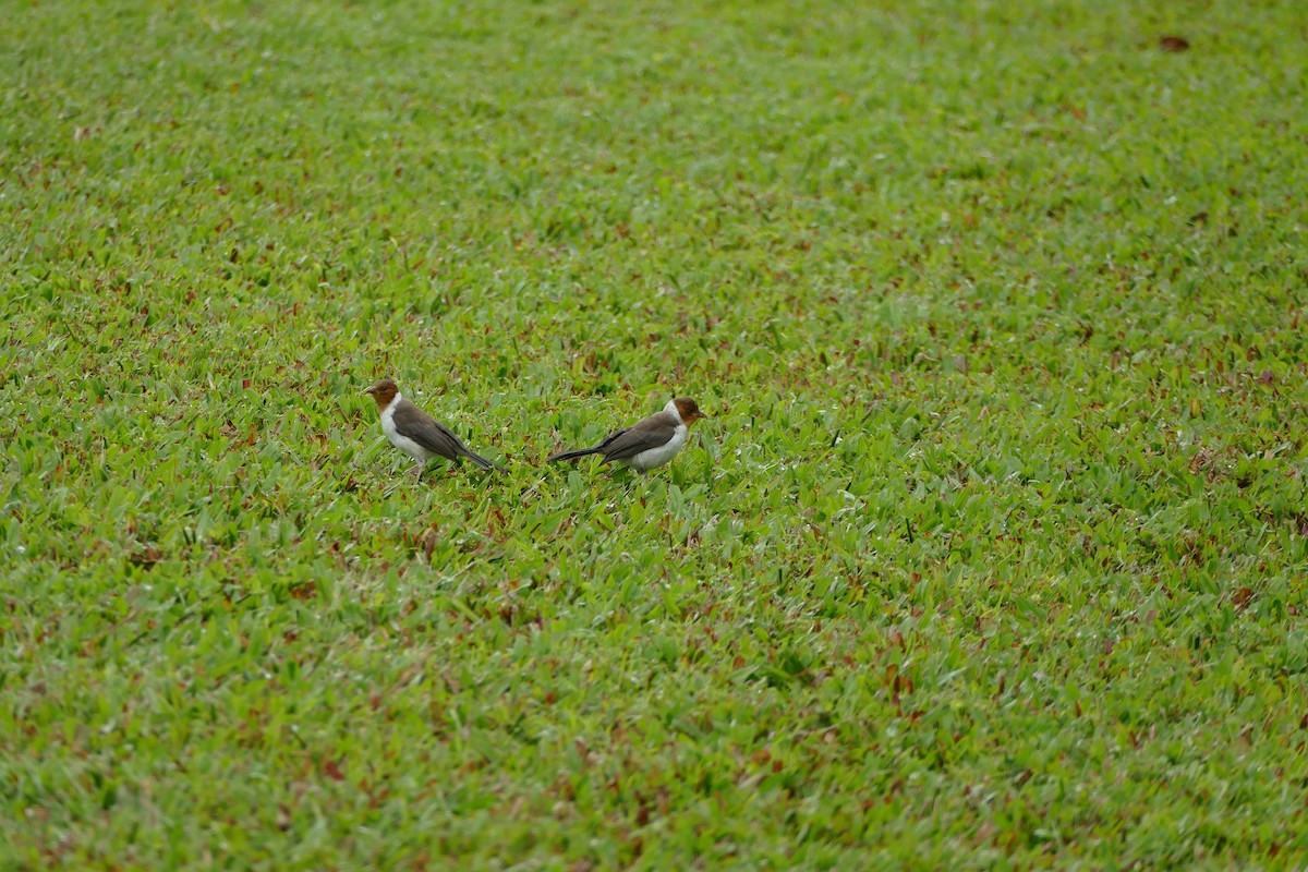 Yellow-billed Cardinal - ML59842621