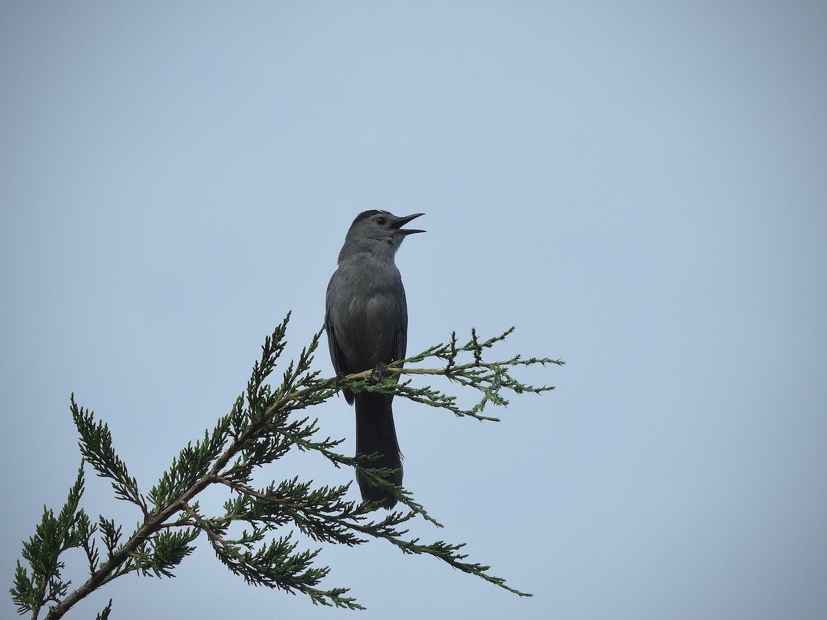 Gray Catbird - ML598426261