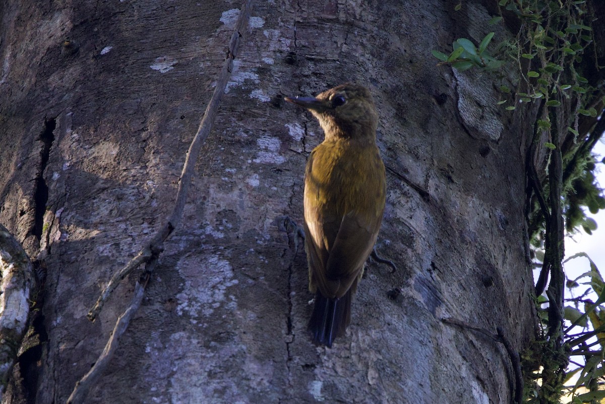 Smoky-brown Woodpecker - ML598426301