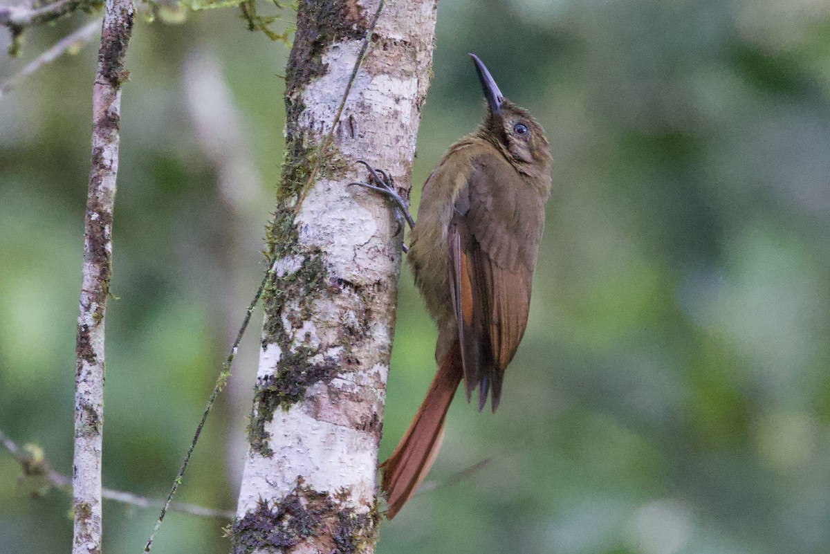 Plain-brown Woodcreeper - ML598426391