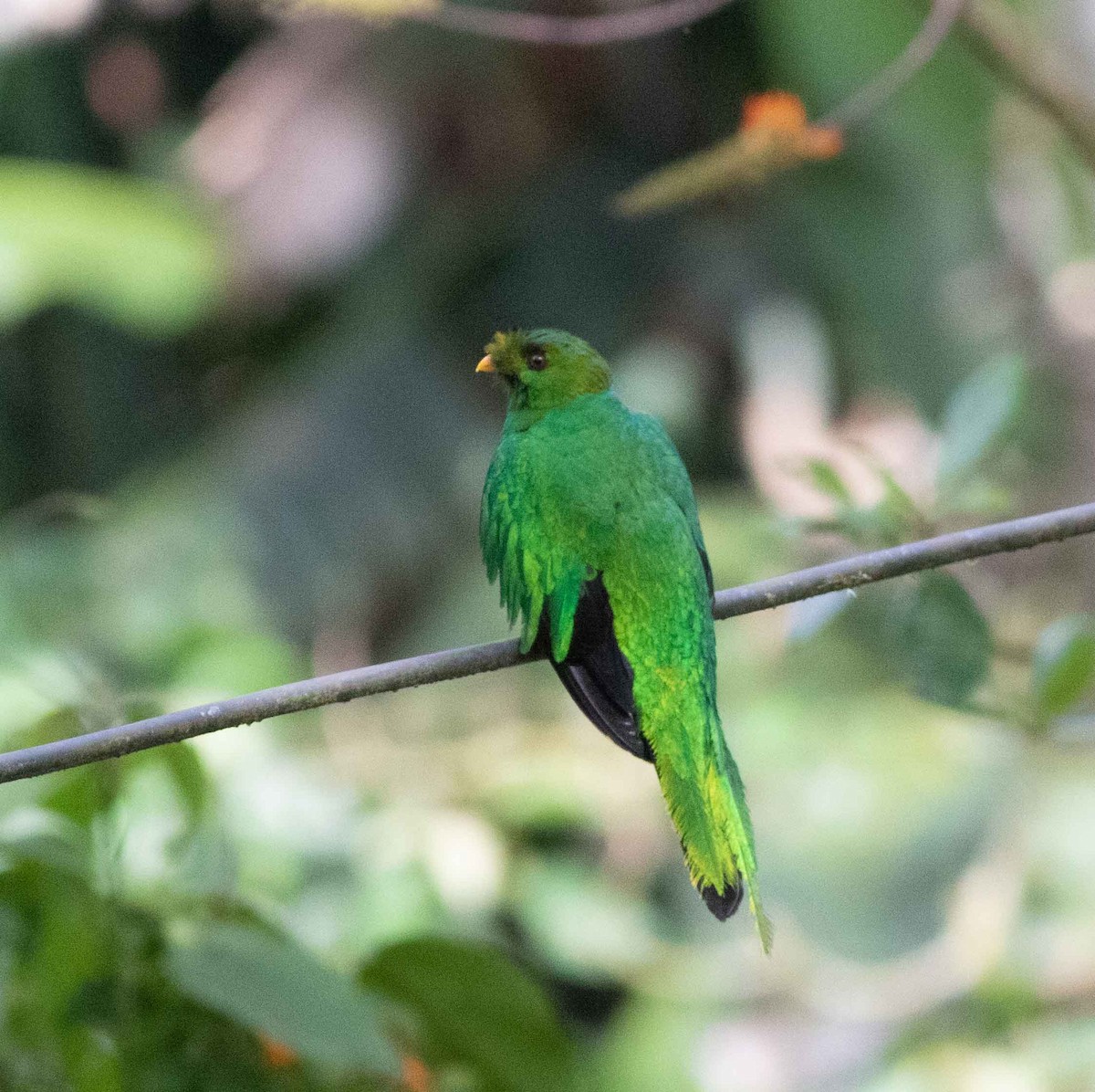 Golden-headed Quetzal - ML598426751