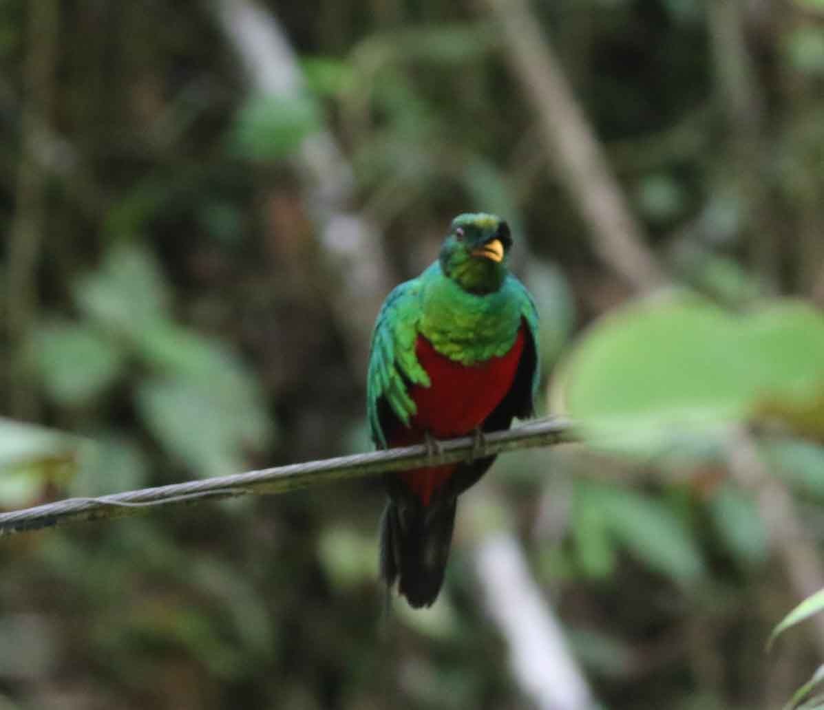 Golden-headed Quetzal - ML598426771