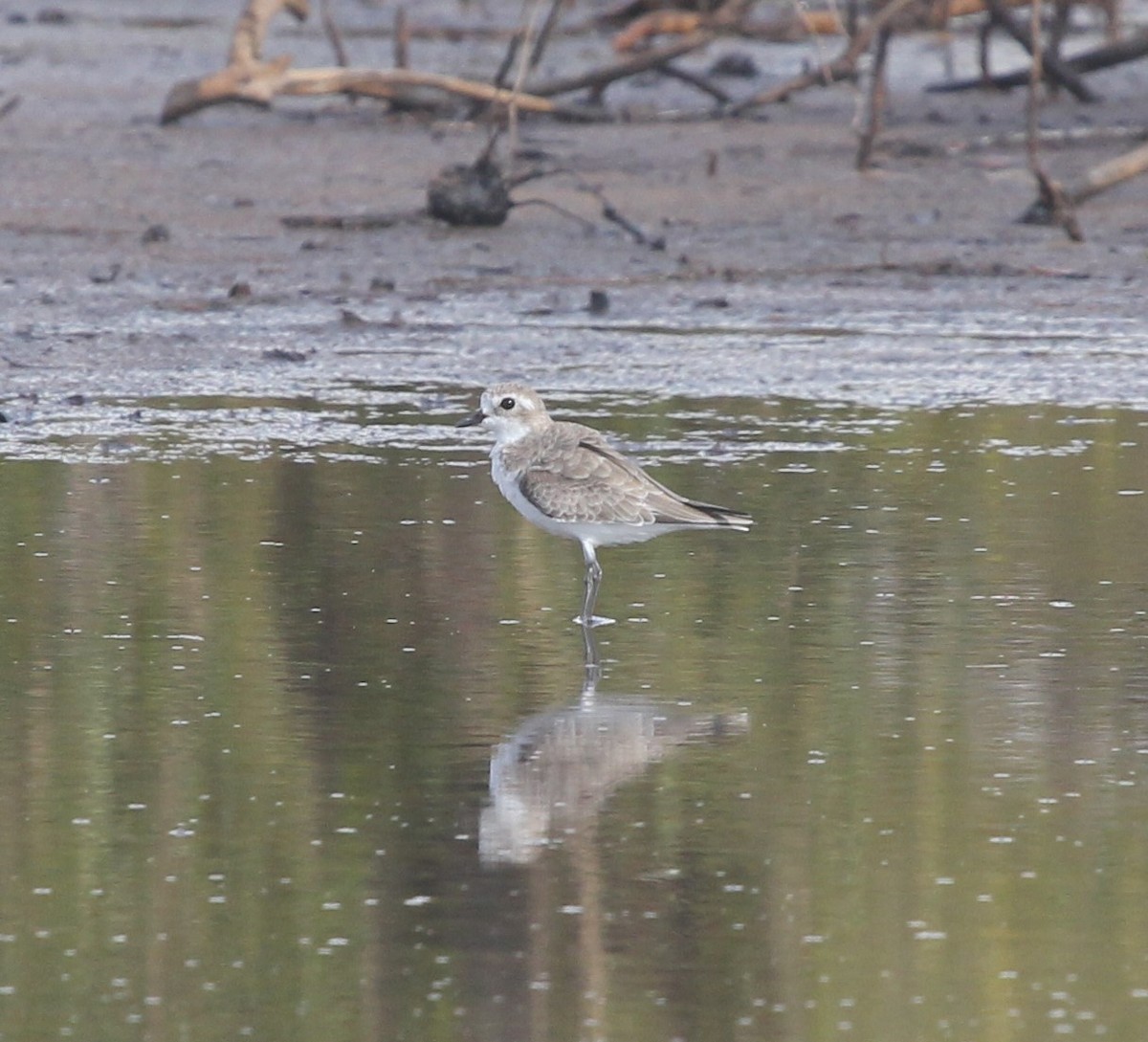 Greater Sand-Plover - Bassel Abi Jummaa