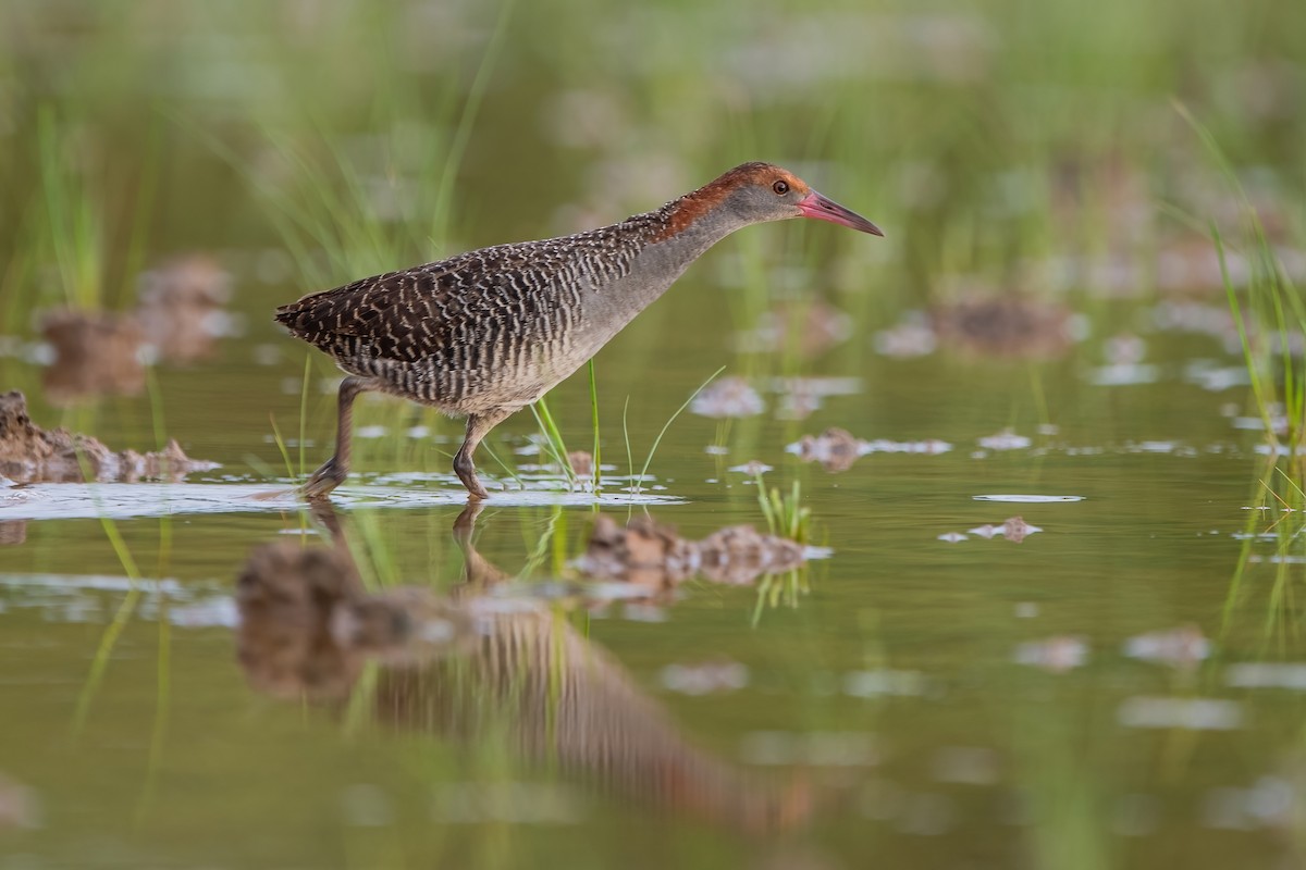 Slaty-breasted Rail - ML598427691