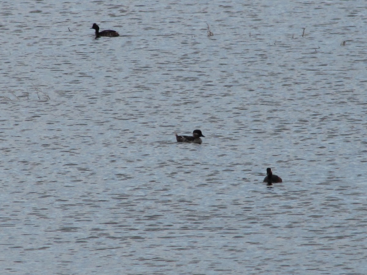 Bufflehead - ML59842831