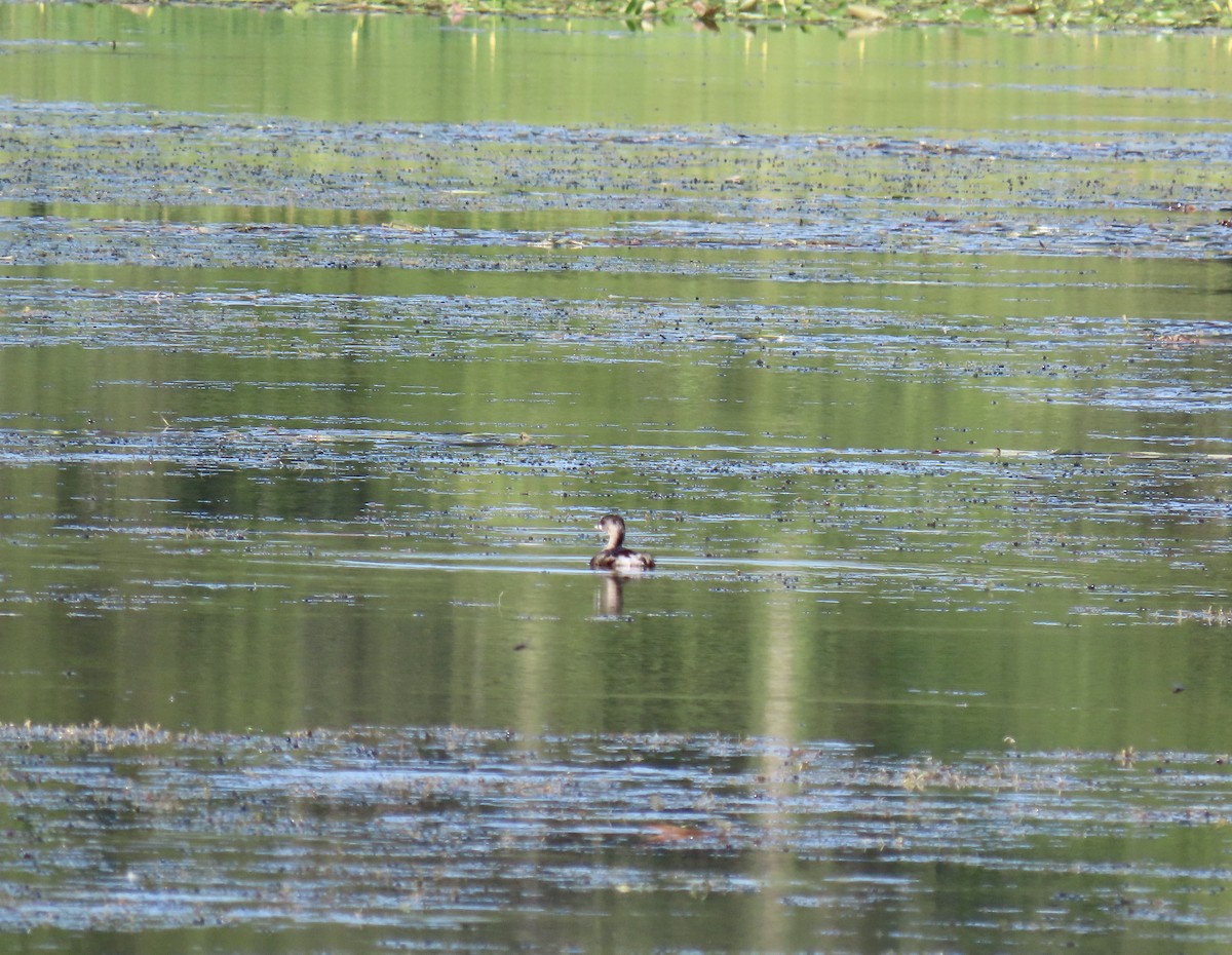 Pied-billed Grebe - ML598429671