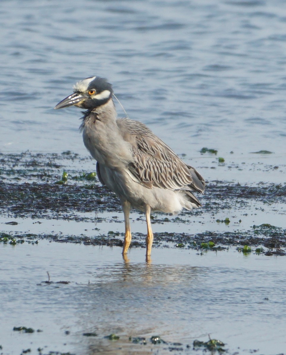 Yellow-crowned Night Heron - ML598430351