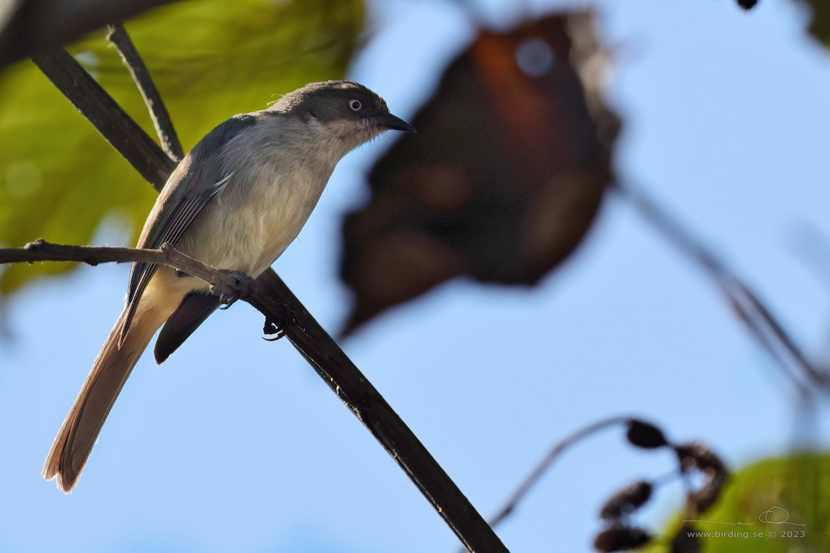 ハイイロモリフウキンチョウ - ML598430831