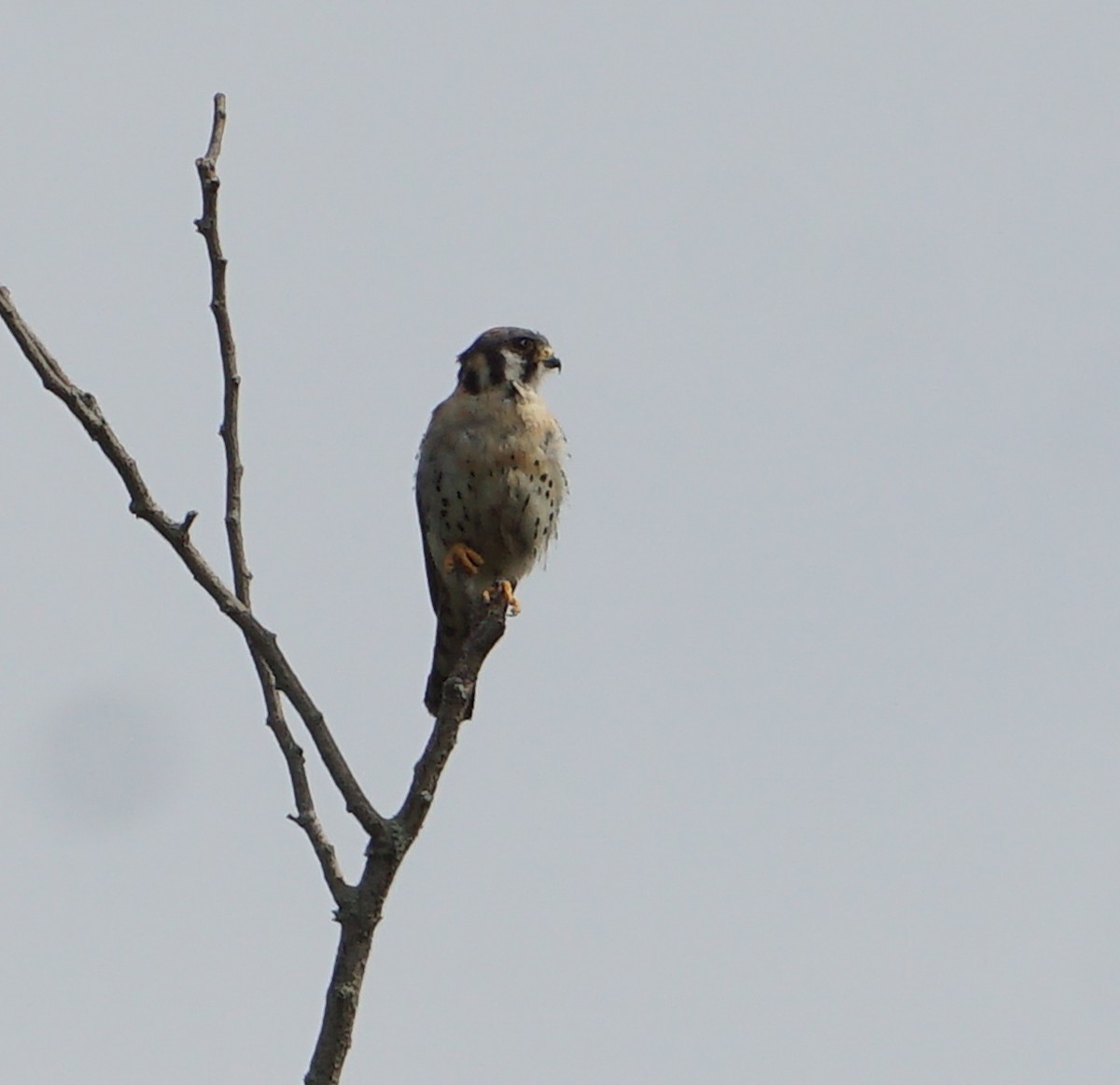 American Kestrel - ML598430861