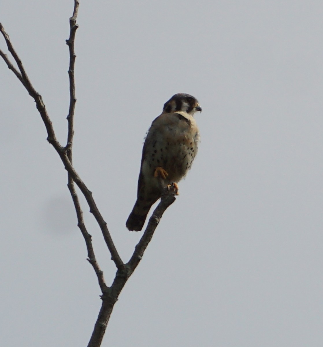 American Kestrel - ML598430871