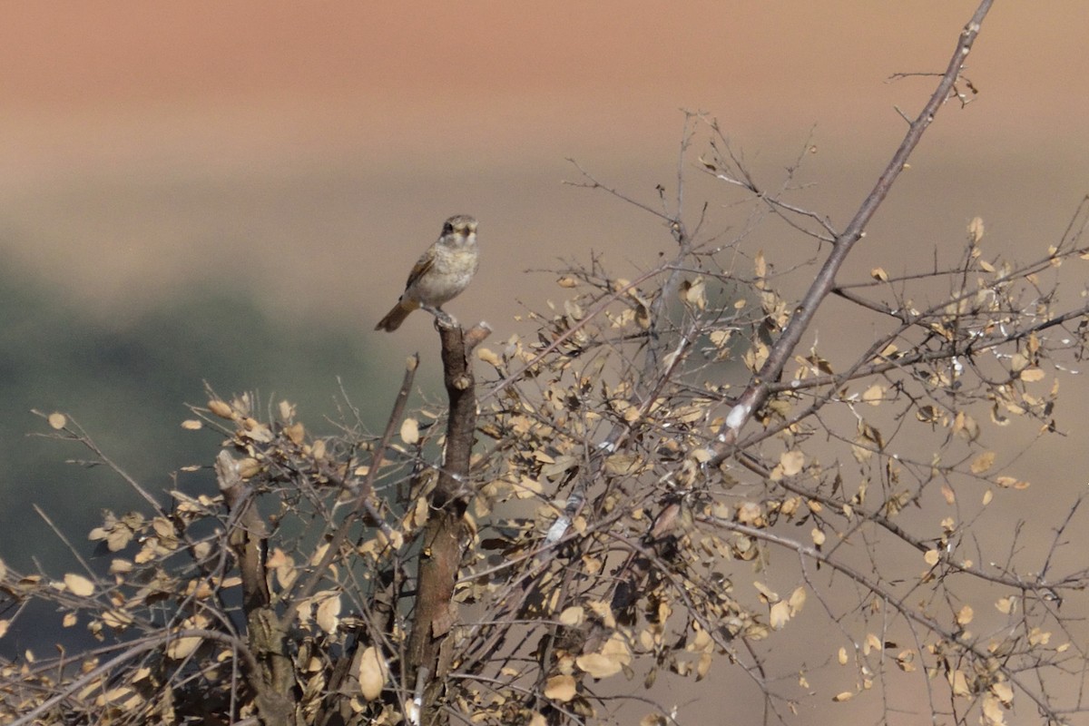 Woodchat Shrike - Andrés Turrado Ubón