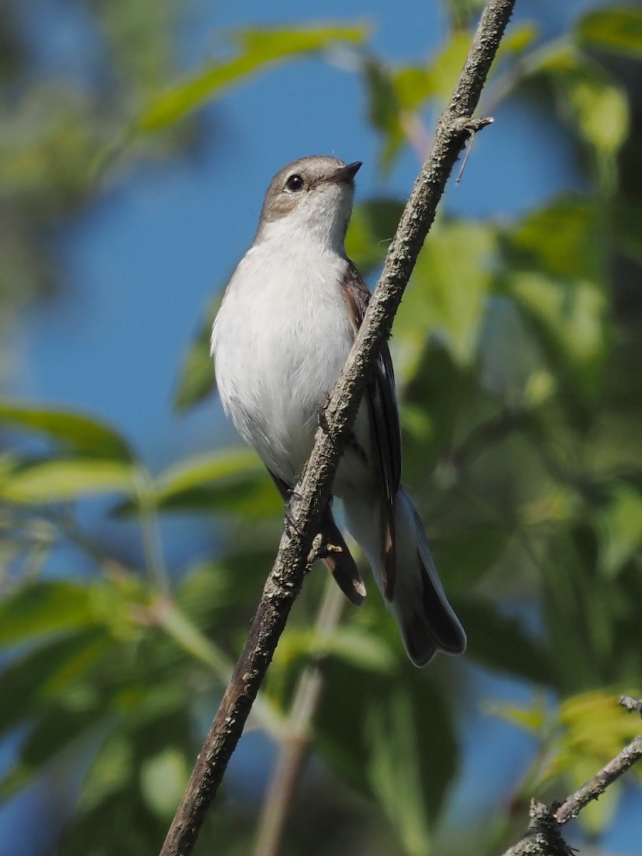 European Pied Flycatcher - ML598431611