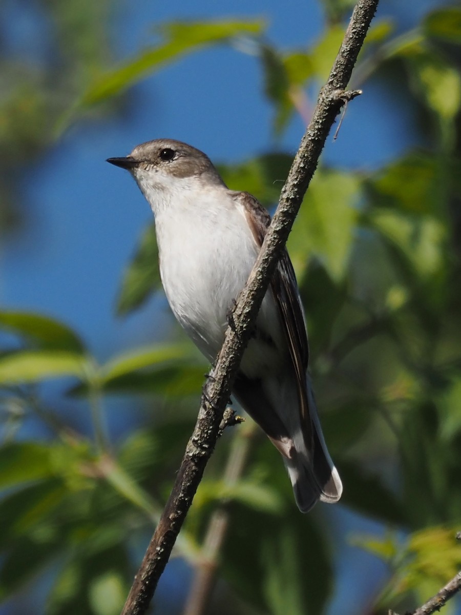 European Pied Flycatcher - ML598431631