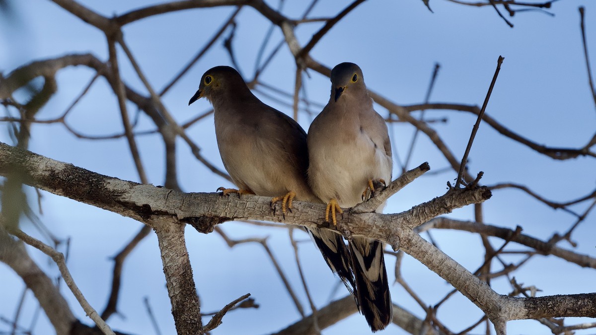 Long-tailed Ground Dove - ML598431651