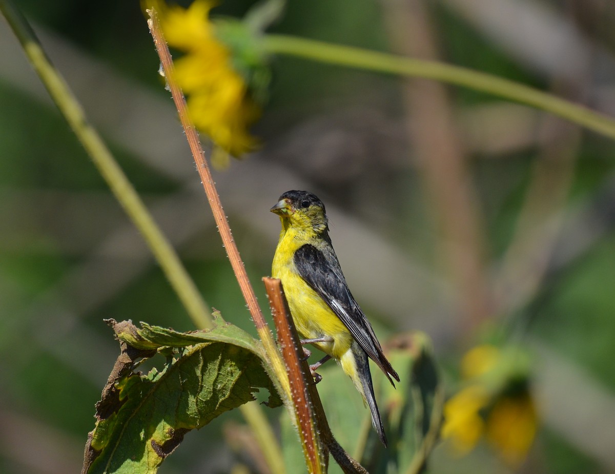 Lesser Goldfinch - ML598431681