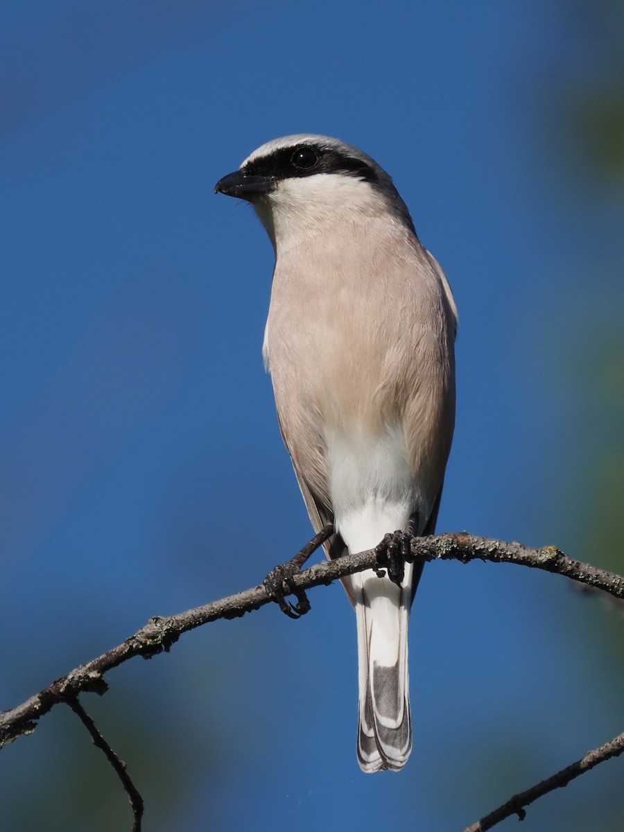 Red-backed Shrike - ML598432231