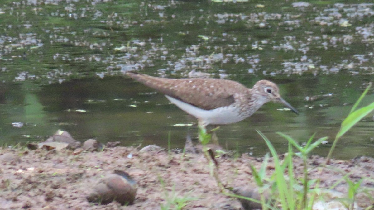 Solitary Sandpiper - ML598432331