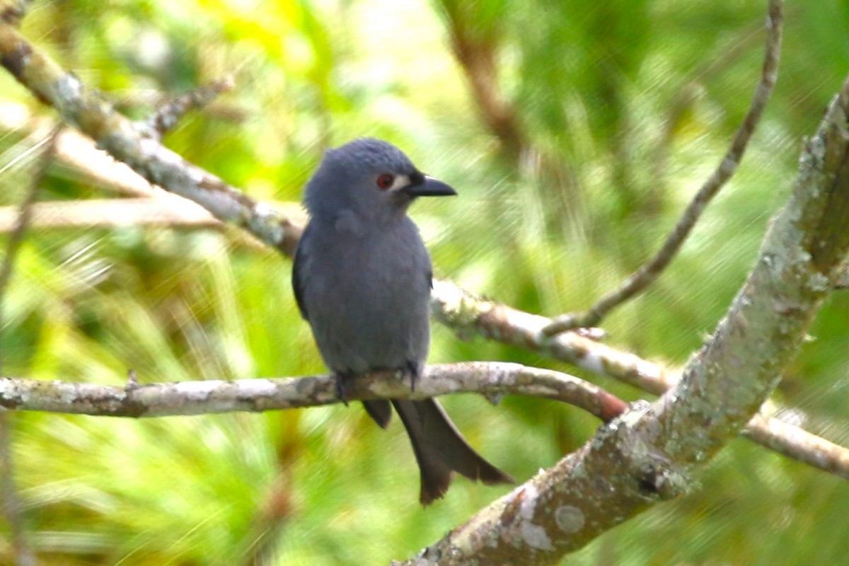 Ashy Drongo (Bornean) - ML598432621