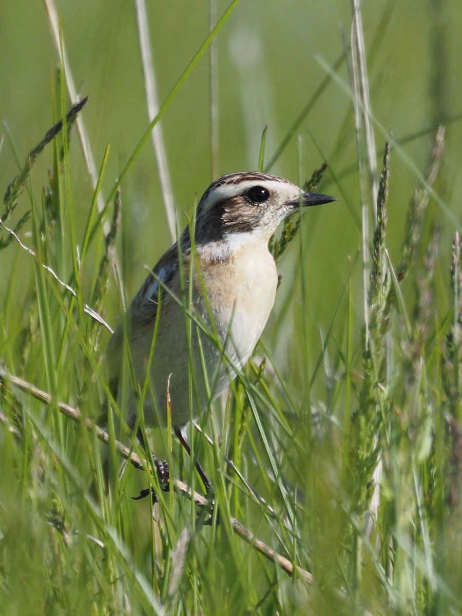 Whinchat - ML598432911