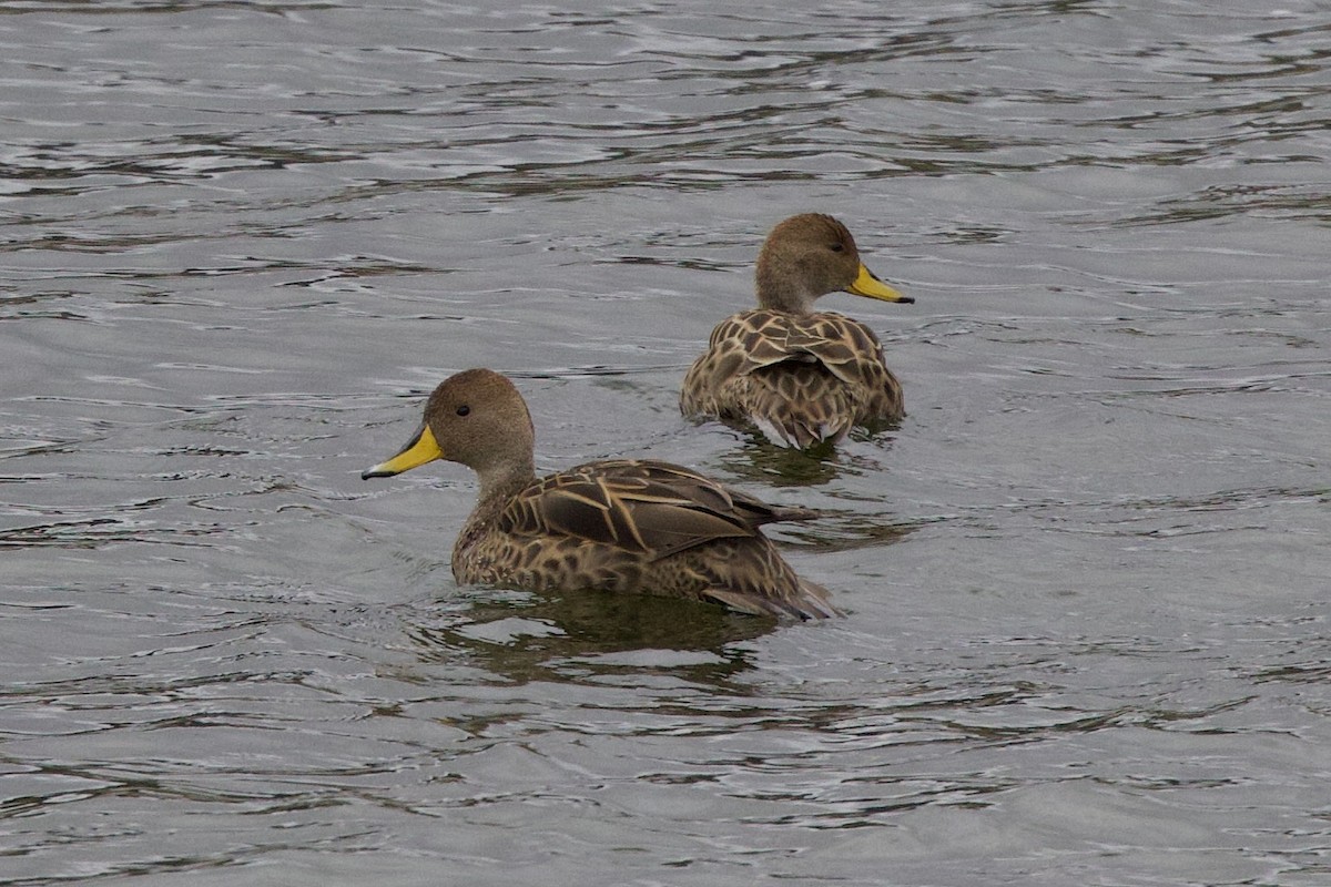 Yellow-billed Pintail - ML598432931