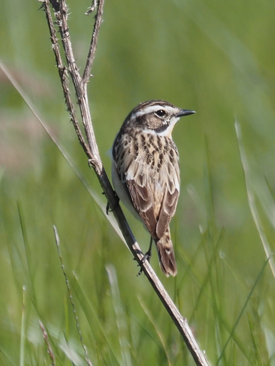 Whinchat - ML598432941
